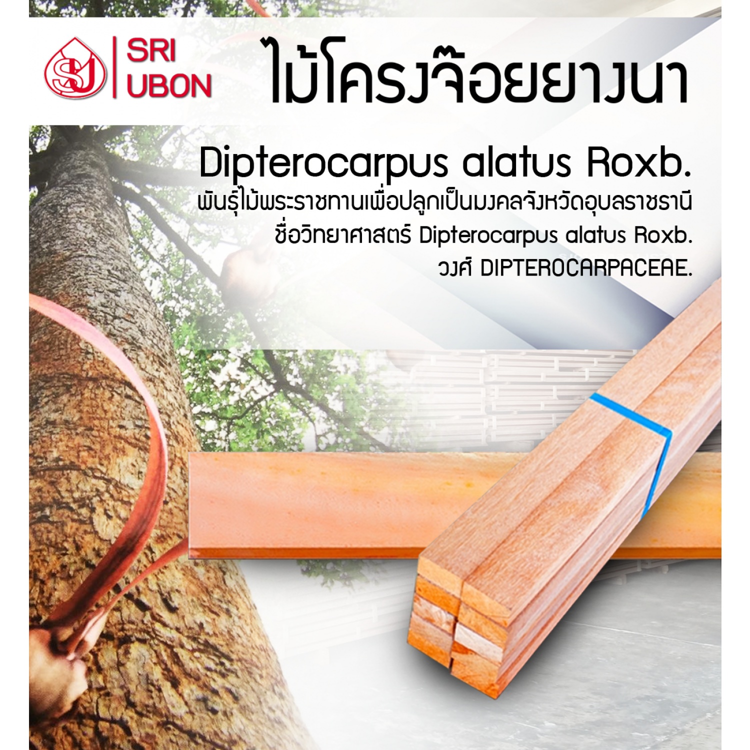 SRI ไม้โครง ไม้ยางนาจ๊อยส์  (1x10) 20x42x2500มม.