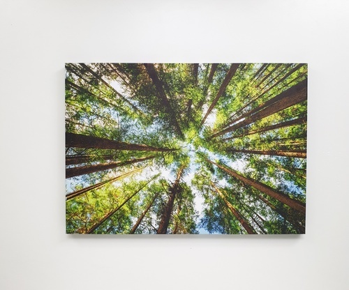 NICE รูปภาพพิมพ์ผ้าใบ View-Forest ขนาด 70x50 ซม. (ก.xส.) (ป่าไม้) C7050-14 