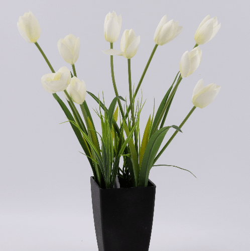 ดอกทิวลิปเทียม สีขาว XJLRD-19-1
