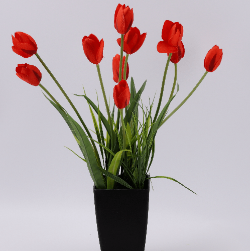 ดอกทิวลิปเทียม สีแดง XJLRD-19-4