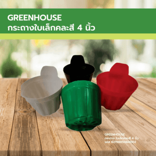 GREENHOUSE กระถาง ใบเล็กคละสี 4 นิ้ว