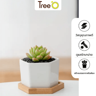 Tree O กระถางเซรามิก พร้อมจานรอง รุ่น 4LY-016 สีขาว